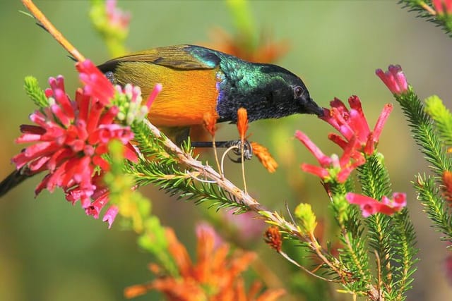 Orange Breasted Sunbird